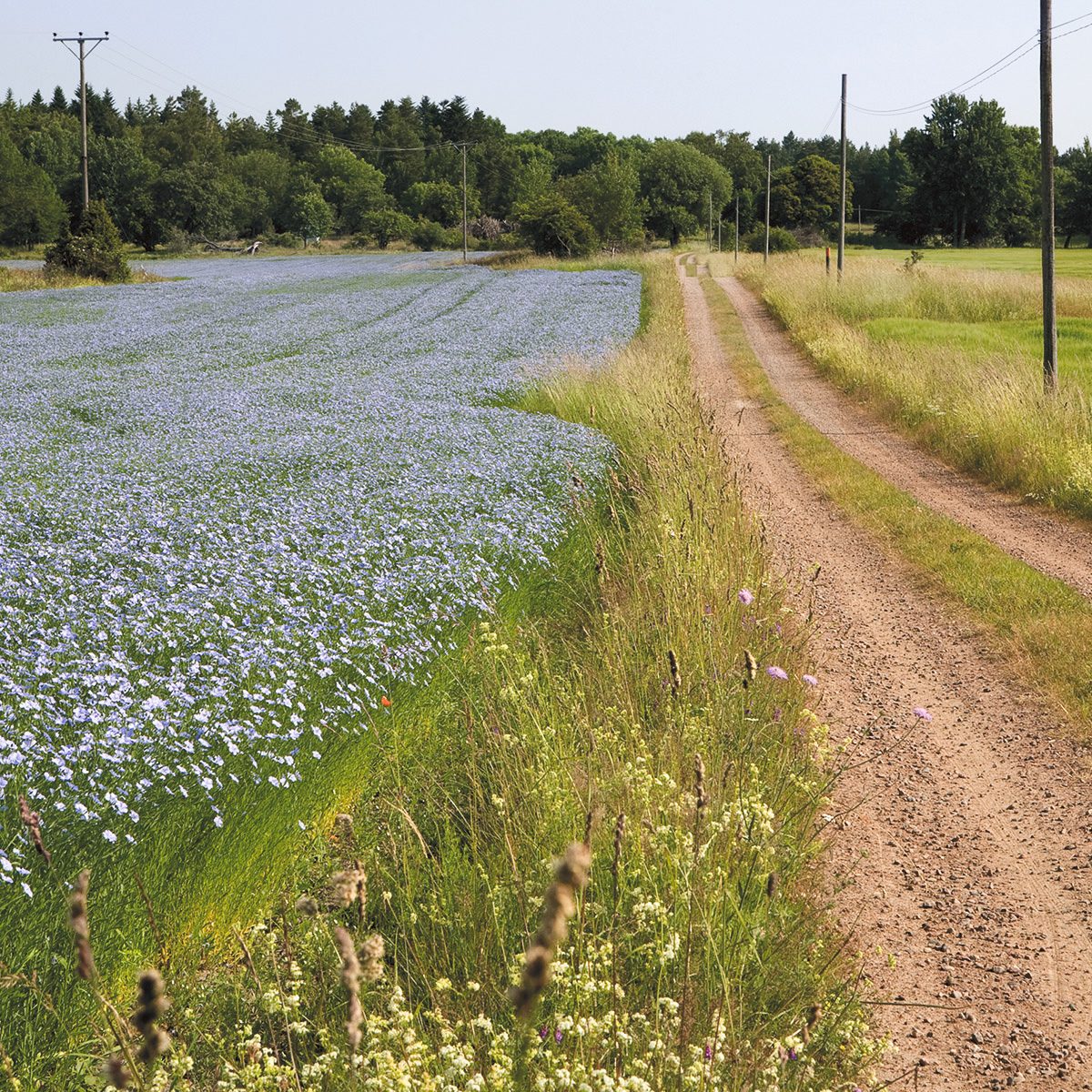 036 Blommande linfält – Fotograf Berit Abrahamsson